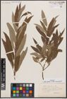 Foto von Salix caprea L. x Salix viminalis L.